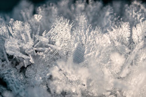 White Snow on Tree Branch