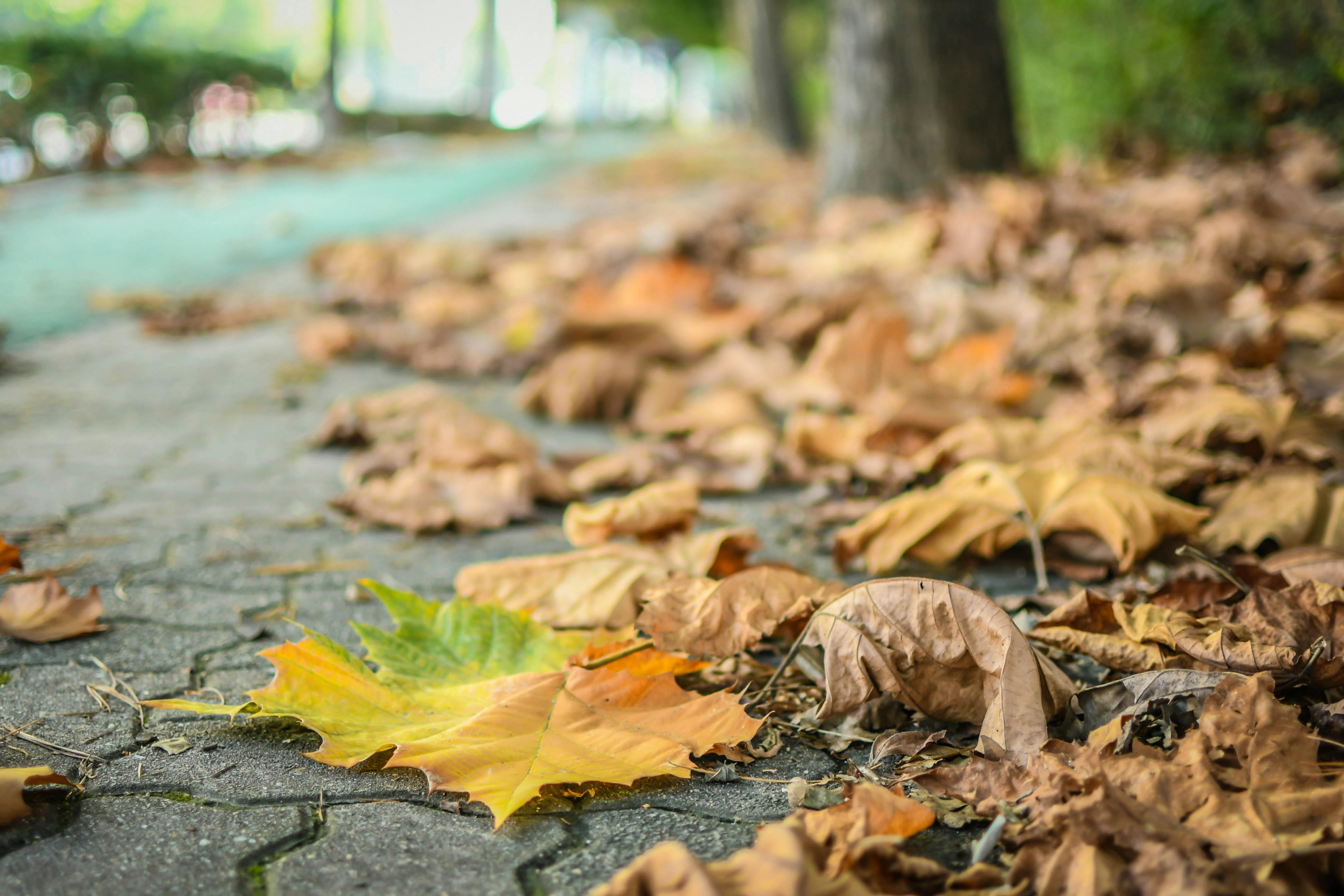 有关楓葉, 秋天的落葉, 綠葉的免费素材图片