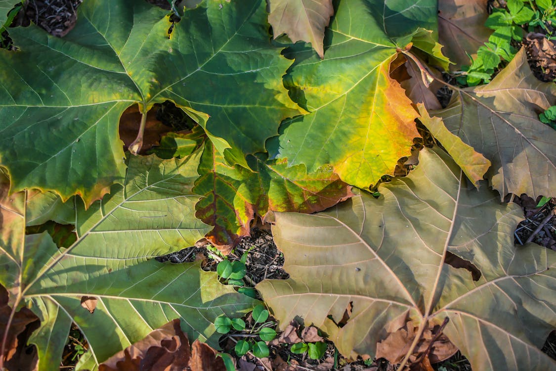 楓の葉 秋の季節 紅葉の無料の写真素材