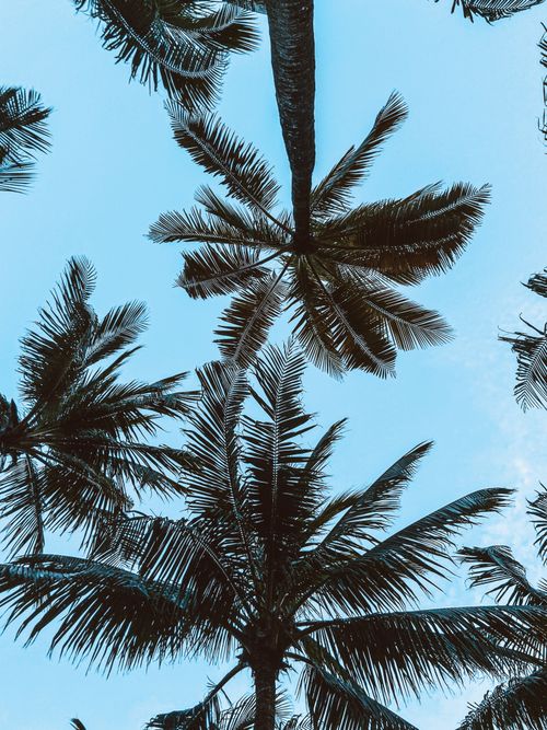 Free Palm trees viewed from below in Tulum, Mexico, contrasting beautifully with a clear blue sky. Stock Photo