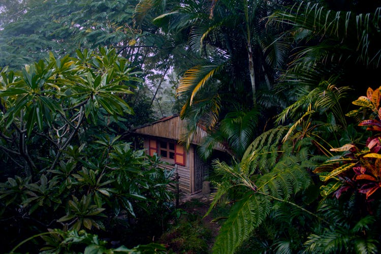 A Wooden House In The Jungle