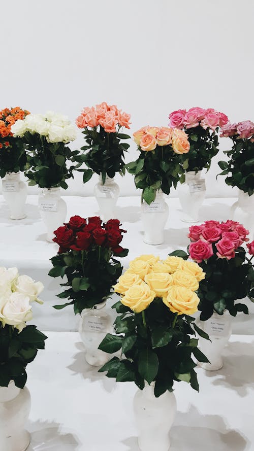 Free Roses In Vases Stock Photo