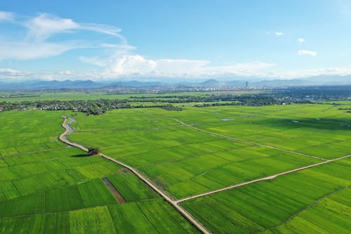 Aerial View of Rice Fields