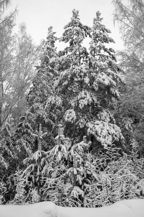 Free A serene snowy forest scene with trees fully covered in snow during winter. Stock Photo