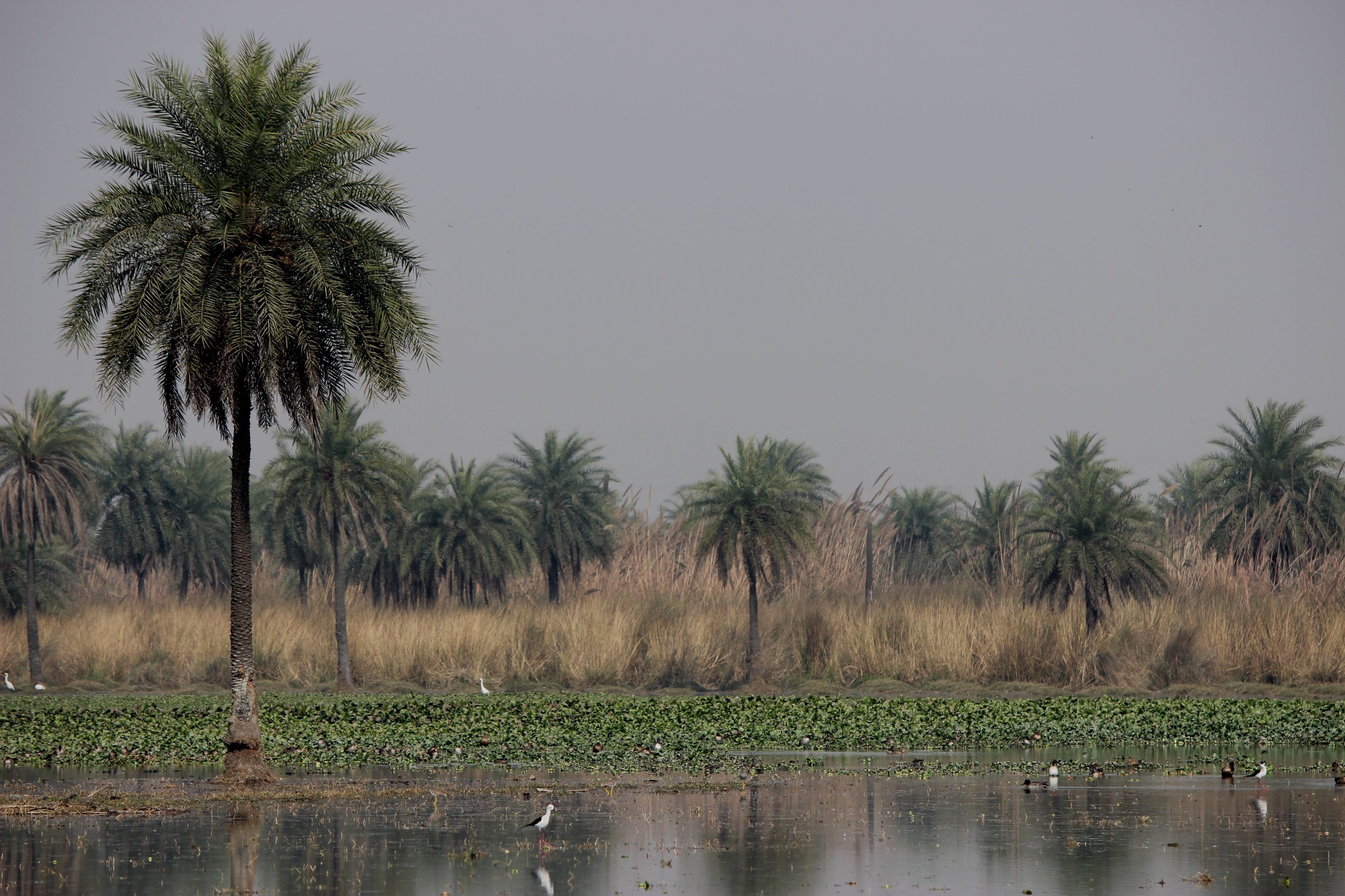 Featured image for the article: NGT directs UPPCB to act on Noida wetland dumping complaints