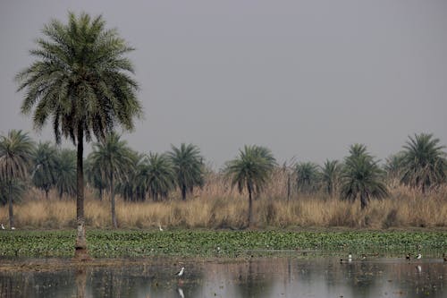 天性, 棕櫚樹, 濕地 的 免費圖庫相片