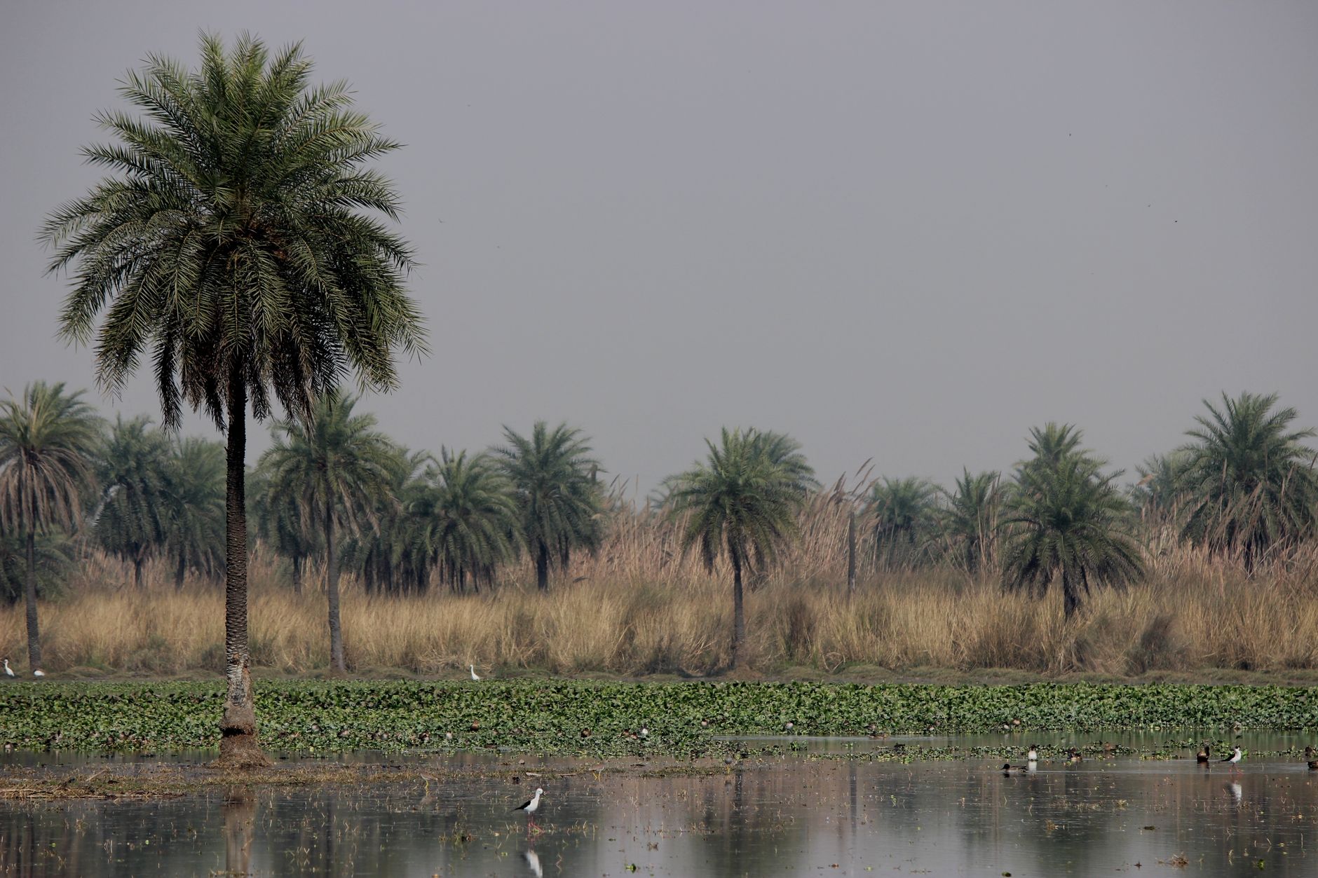 Featured image for the article: NGT directs UPPCB to act on Noida wetland dumping complaints