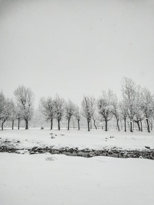 Bare Trees on Snow Covered Ground