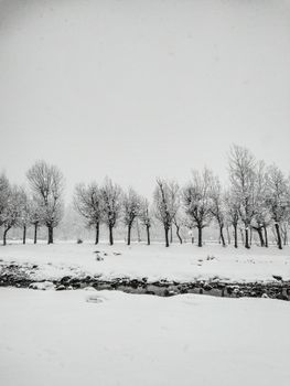 Beautiful winter scene featuring snow-covered trees under a white sky, capturing the essence of serenity and calmness.