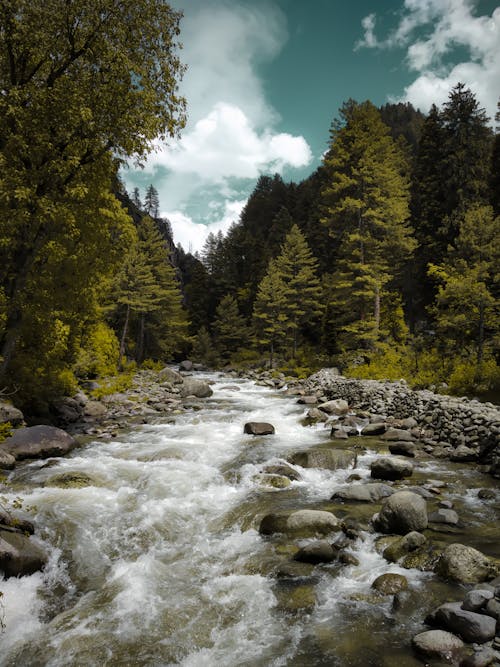 Photos gratuites de forêt, pins, rivière rocheuse