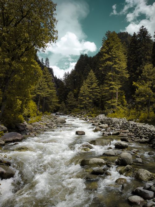 Free A beautiful forest river flows through rocky terrain surrounded by lush pine trees under a clear blue sky. Stock Photo