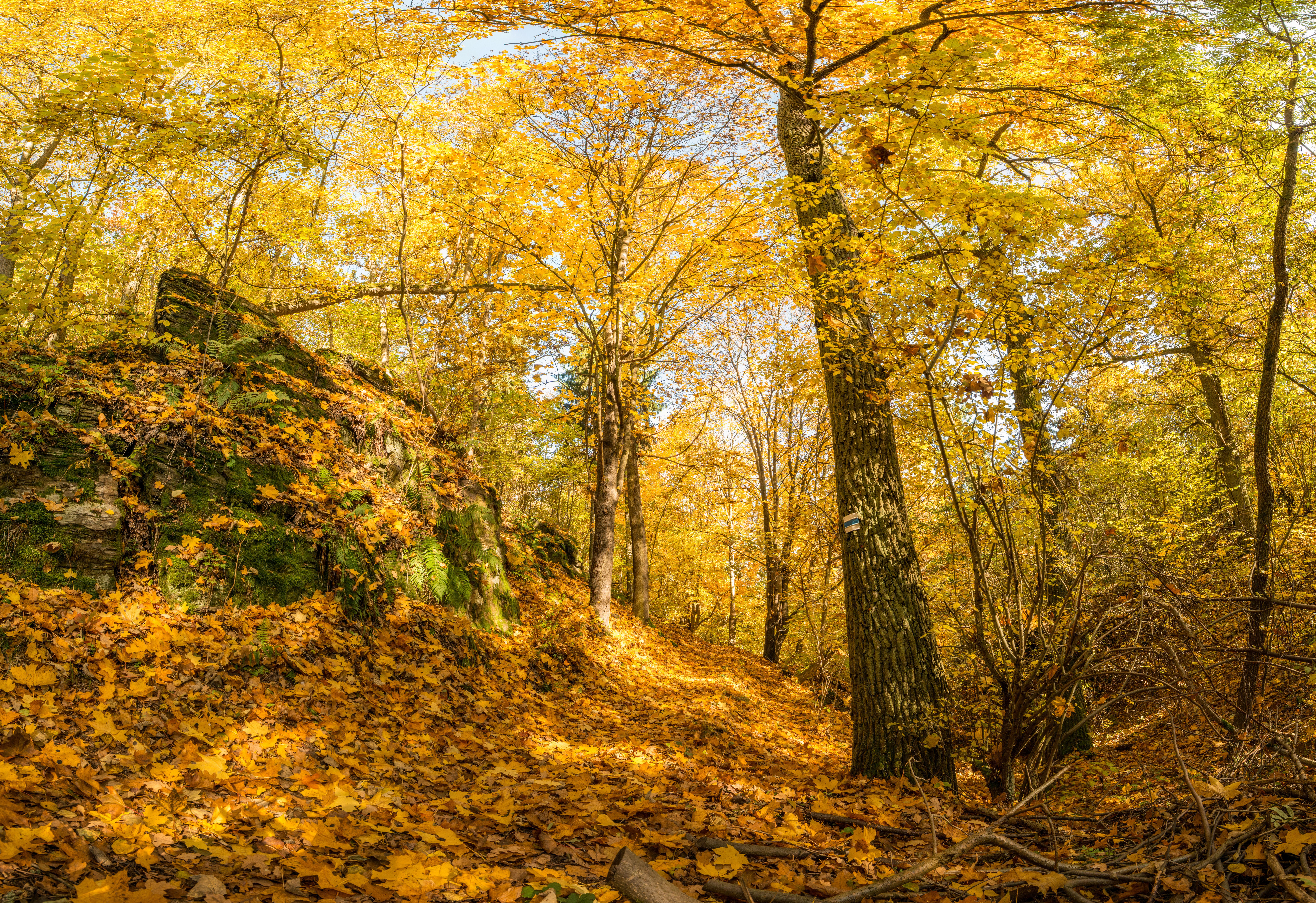 Fotomural Explora un sereno sendero del bosque cubierto de vibrantes hojas de otoño en un entorno forestal dorado.