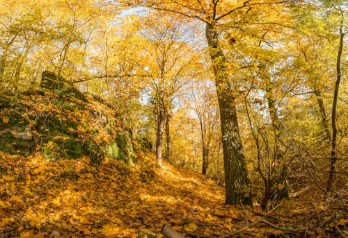 Imagine de stoc gratuită din arbori, codru, frunze căzute