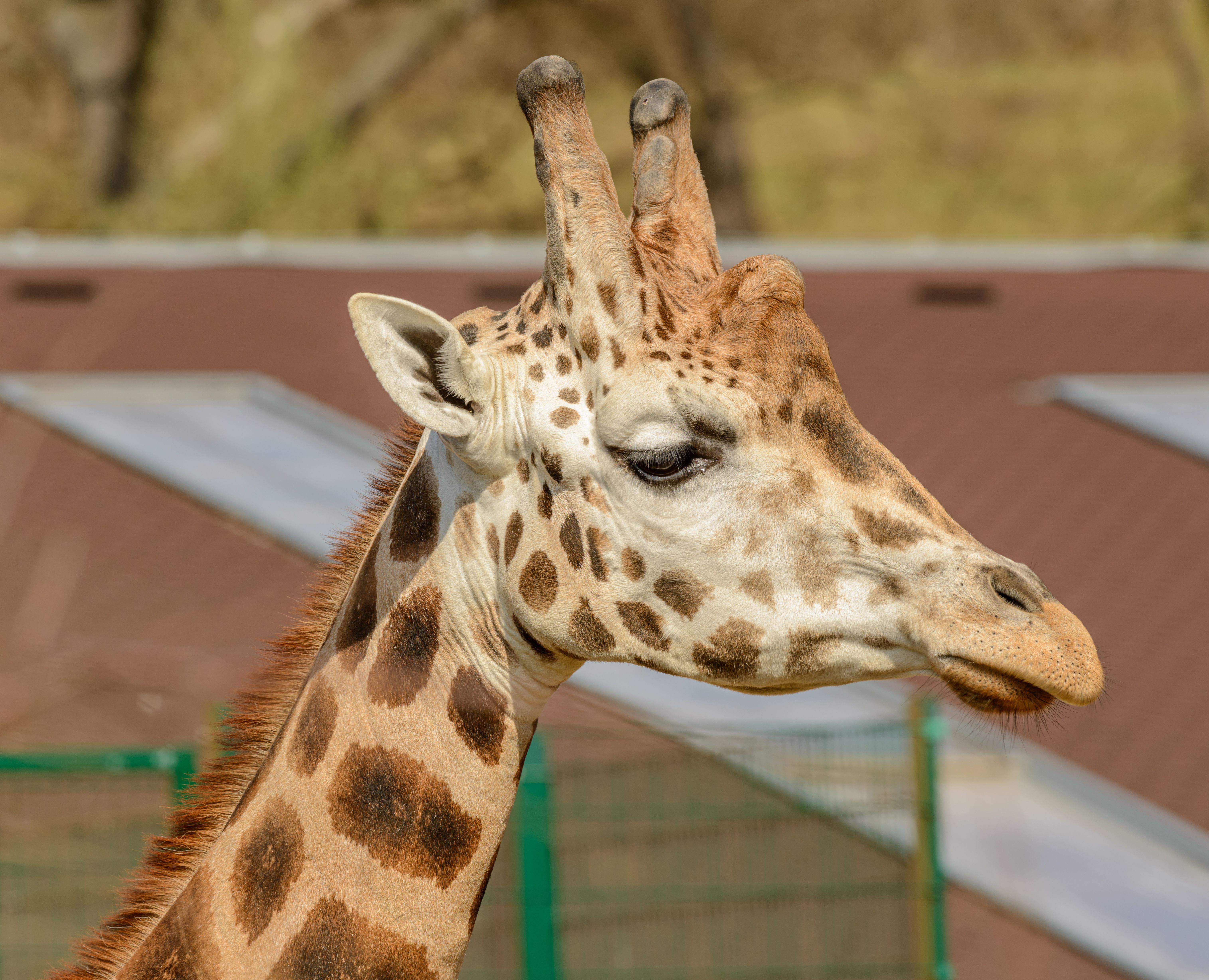Detailed close-up of a giraffe's head in a zoo setting, showcasing its unique patterns.