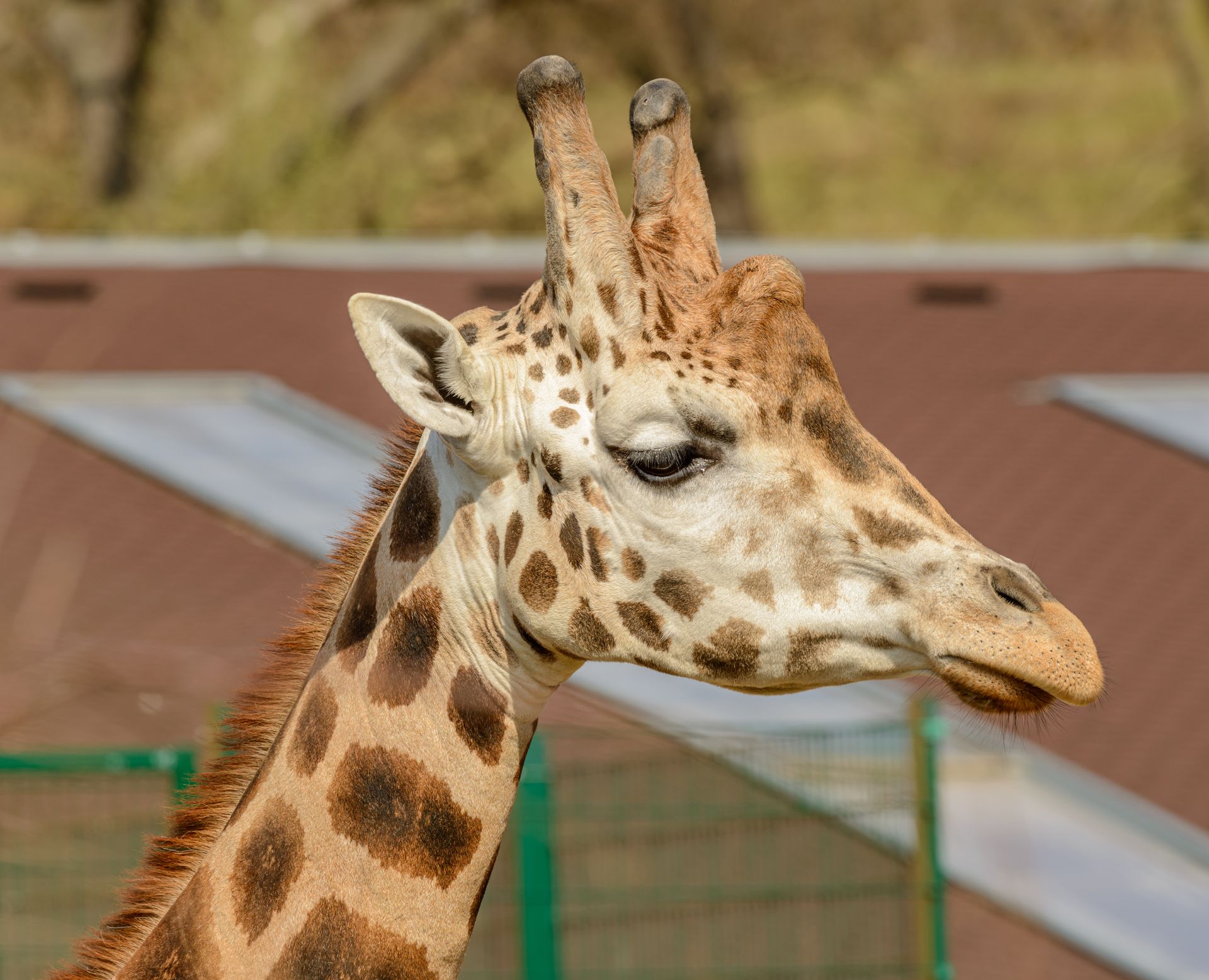 Detailed close-up of a giraffe's head in a zoo setting, showcasing its unique patterns.