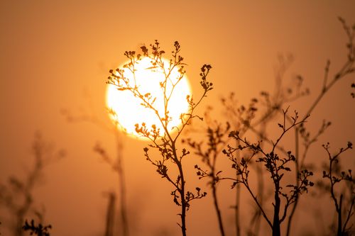 Free Silhouette of wildflowers against a vibrant sunset sky, creating a serene natural backdrop. Stock Photo