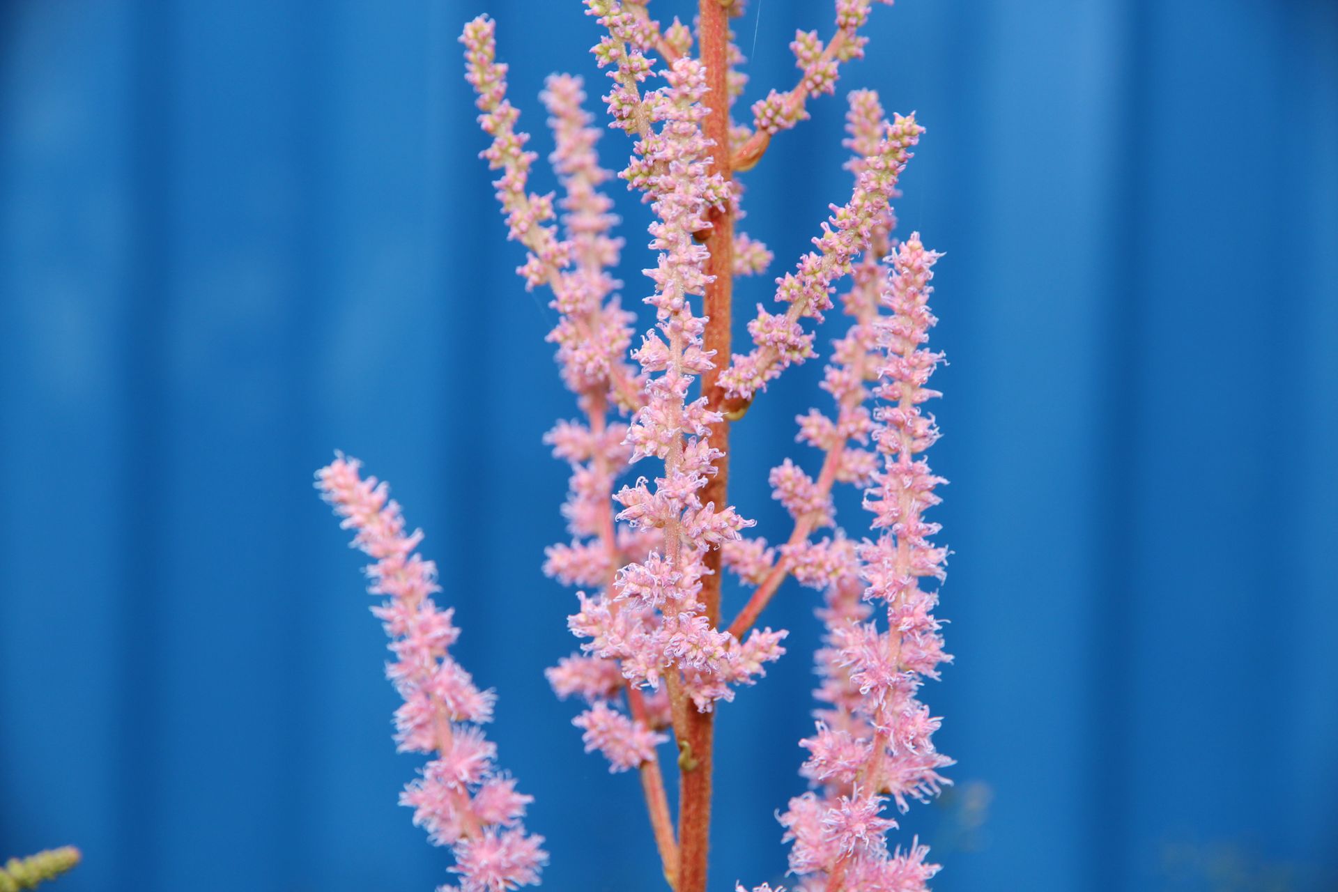 Vibrant pink astilbe flowers in focus with a contrasting blue backdrop.