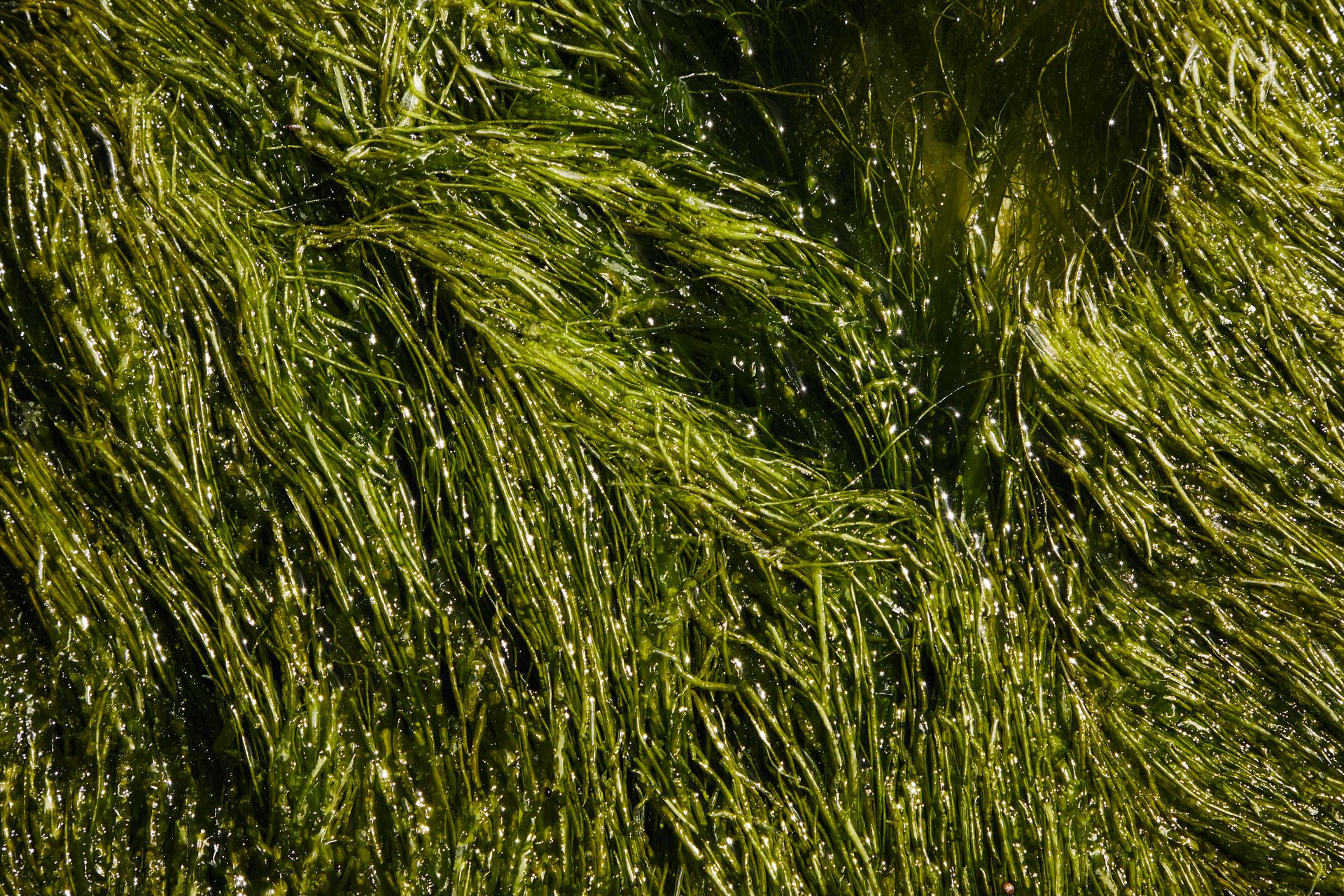 Top view abstract background of bright lush green plants placed in pure water