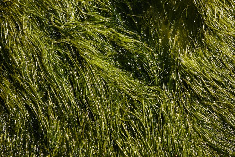 Green Algae Placed In Water