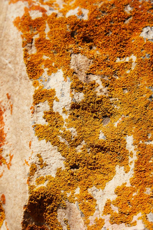 Free Surface of stone covered with lichen Stock Photo