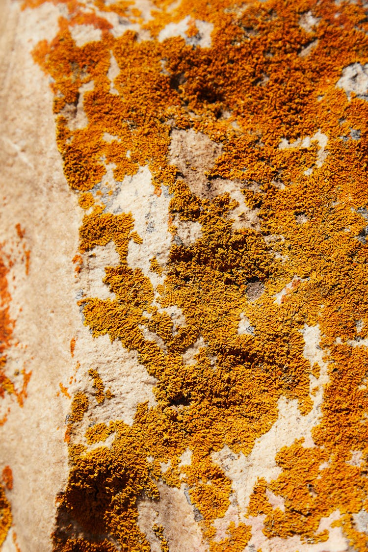 Surface Of Stone Covered With Lichen