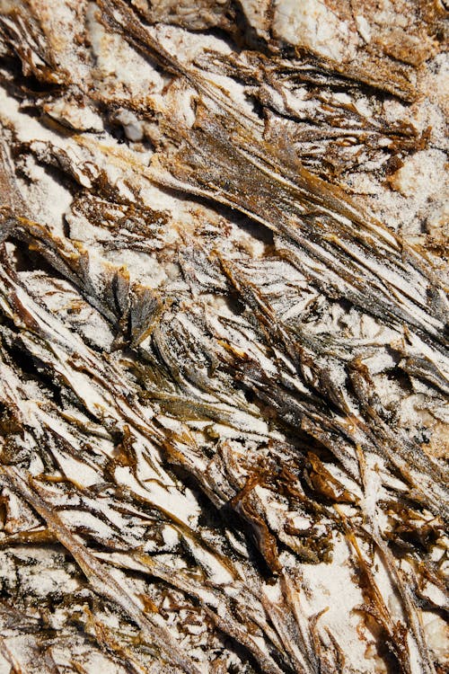 Free From above of dry seaweed covered with sand and growing on bottom during tide Stock Photo