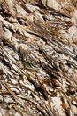 From above of dry seaweed covered with sand and growing on bottom during tide