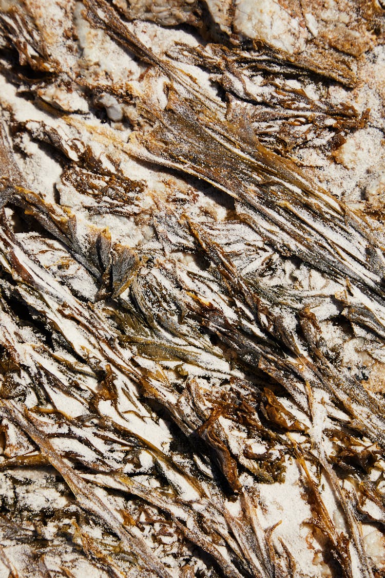 Dry Bottom With Sand And Algae