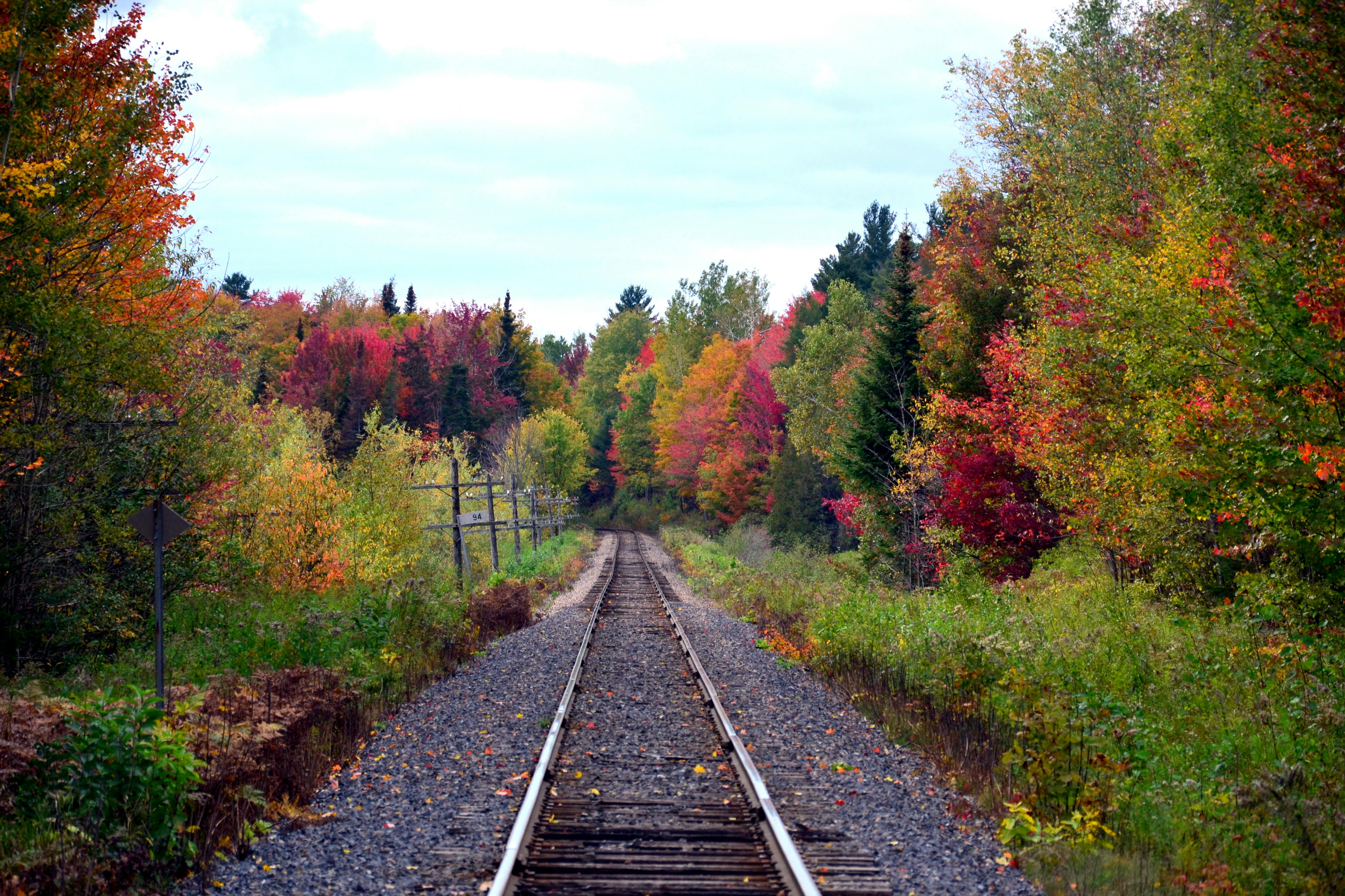 Free stock photo of canada, forest, quebec