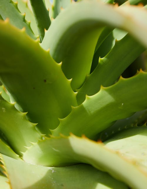Green succulent plant with prickles