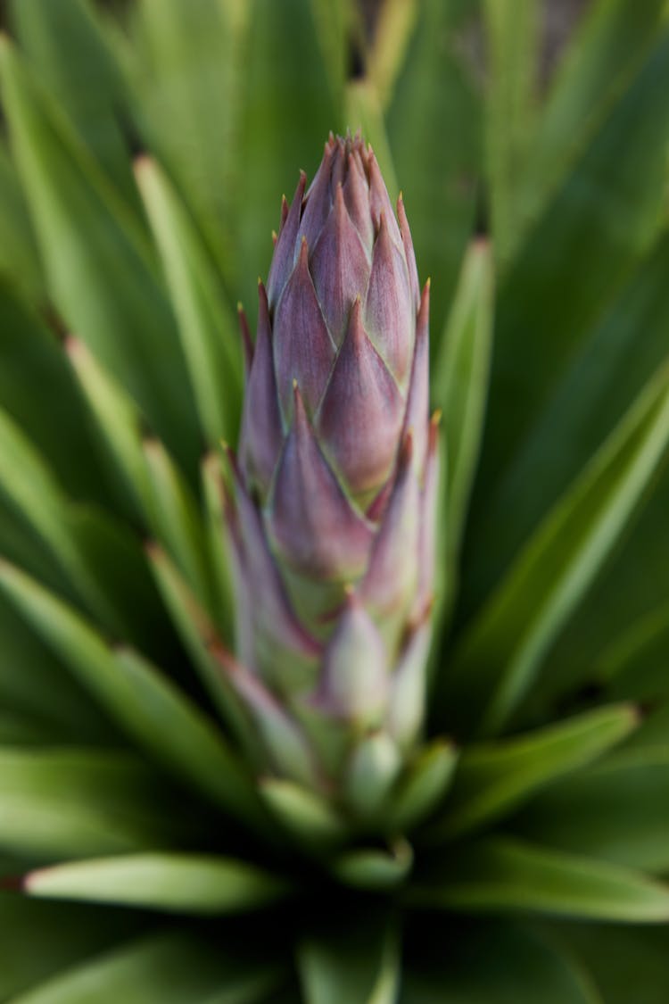 Green Plant With Purple Inflorescence