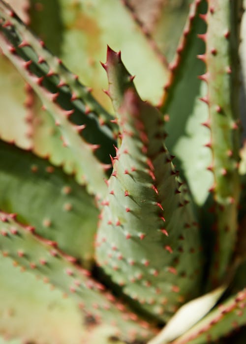 From above closeup of green succulent plant of aloe with small sharp prickles on pointed leaves