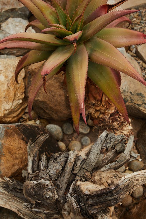 Succulent plant growing neat stones and dry branches