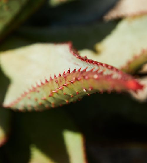 Top view closeup of green leaf with sharp prickles of aloe succulent plant