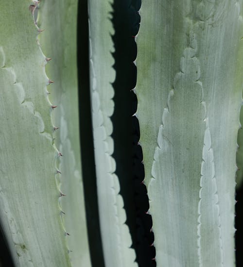 Prickly green leaves of succulent plant