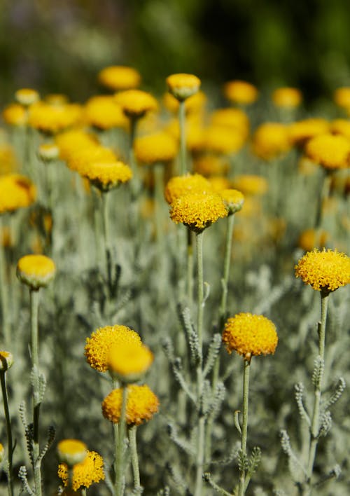 Kostenlos Gelbe Blumen In Tilt Shift Lens Stock-Foto