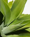 Leaves of green potted plant