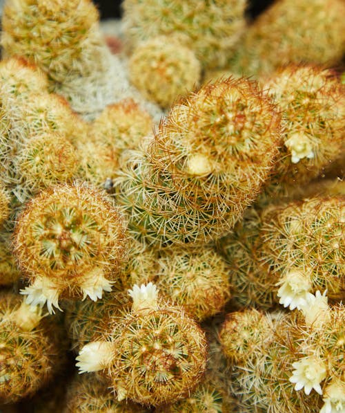 Top view closeup of prickly cactus plant with sharp thorns growing in pot