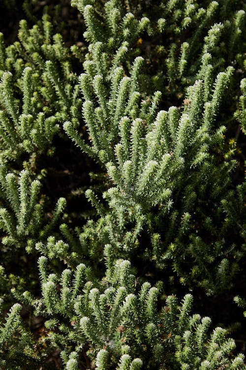 Branches of green coniferous tree