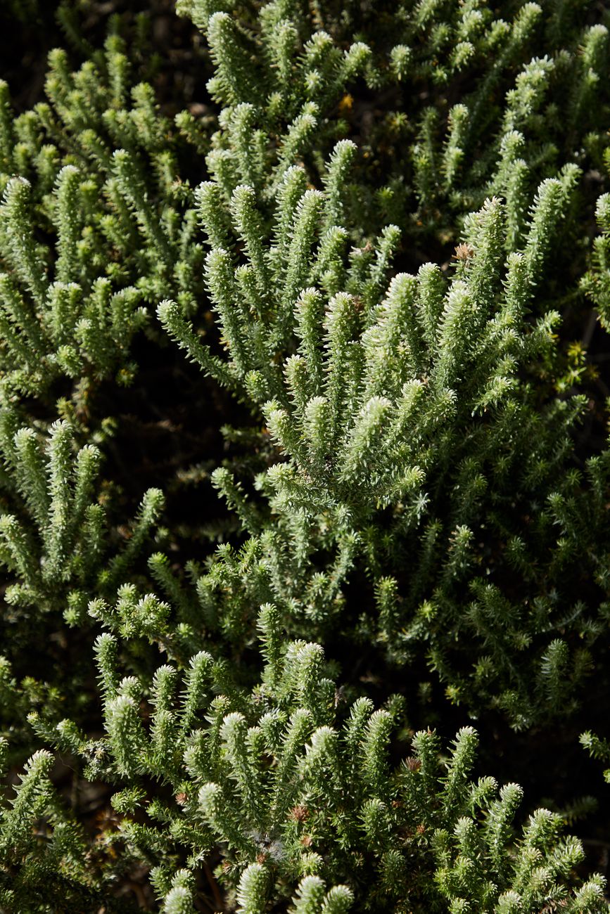 dwarf conifer growth types
