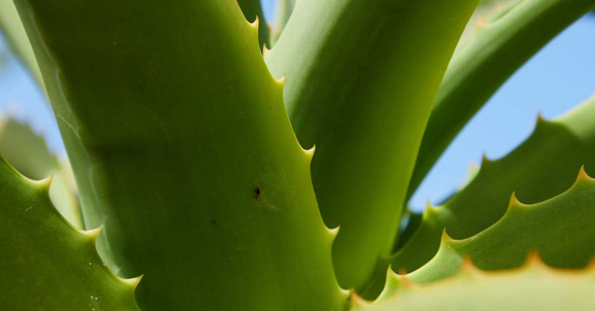 How to propagate succulents from leaf