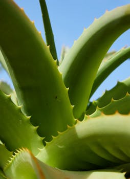 prickly leaves of succulent plant