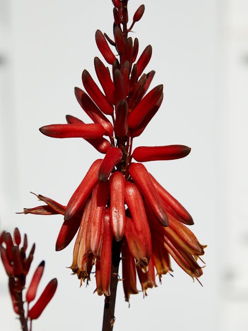 Rote Blume In Tilt Shift Lens