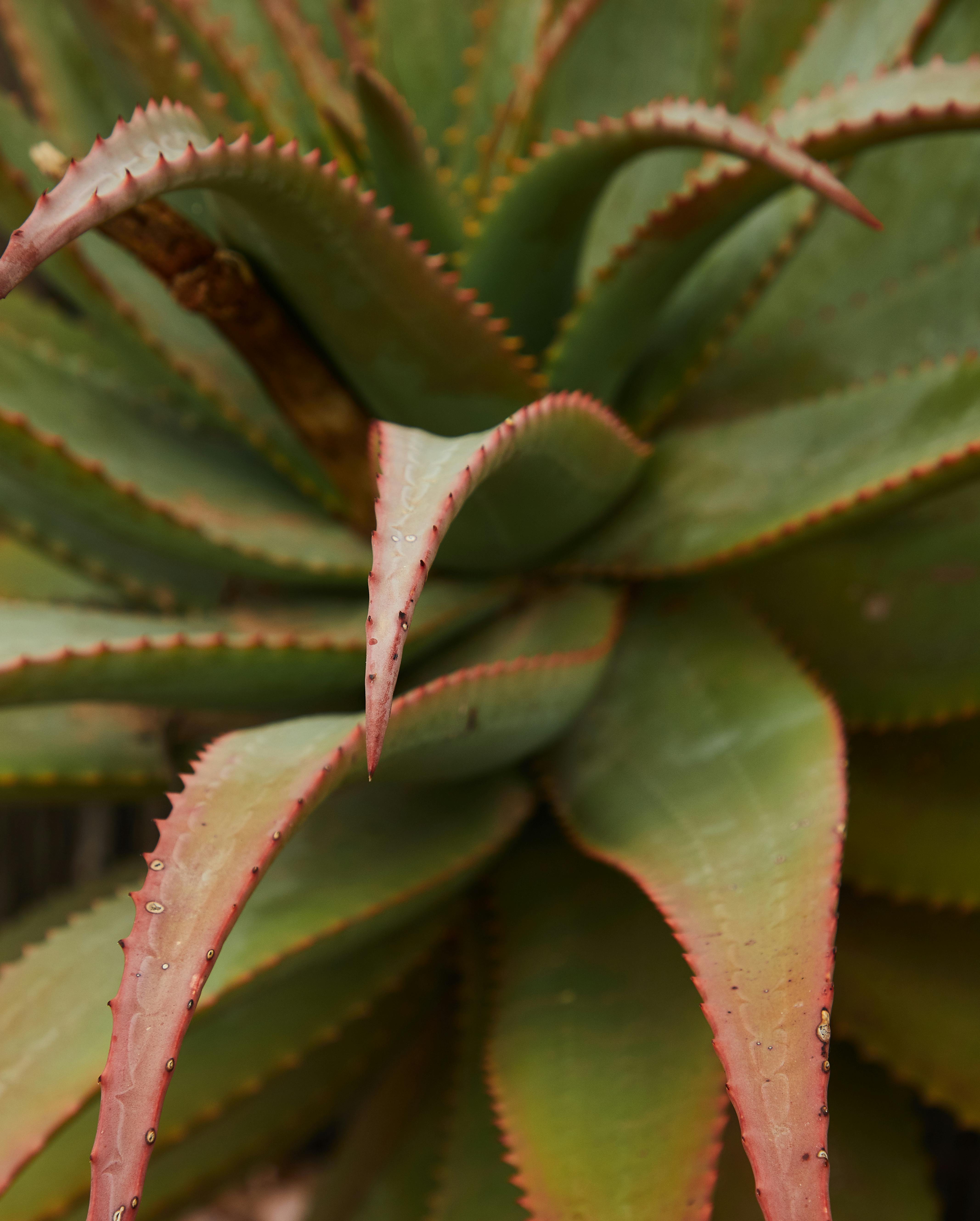 Gratis lagerfoto af afrundede kanter, Aloe, Aloe vera Lagerfoto