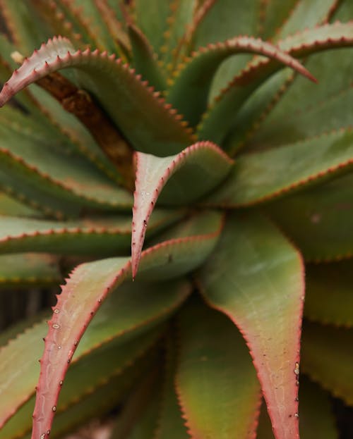 From above closeup of green leaves of succulent plant of aloe with sharp prickles in edges