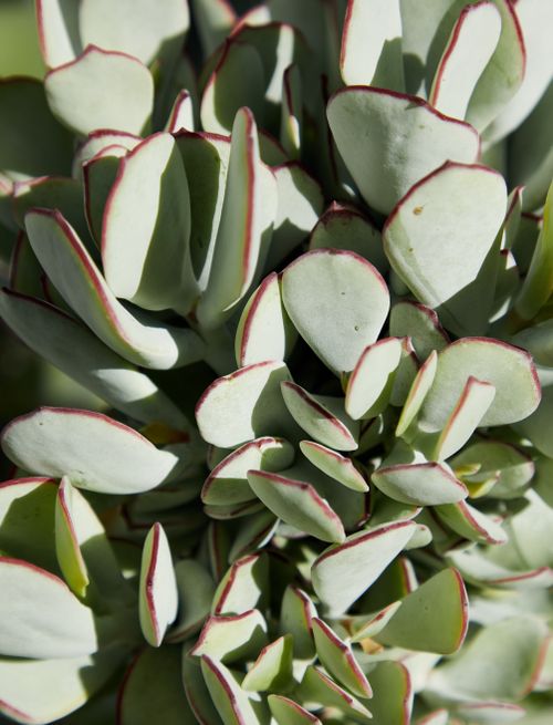 Free Top view of round green leaves of succulent plant growing in natural environment Stock Photo