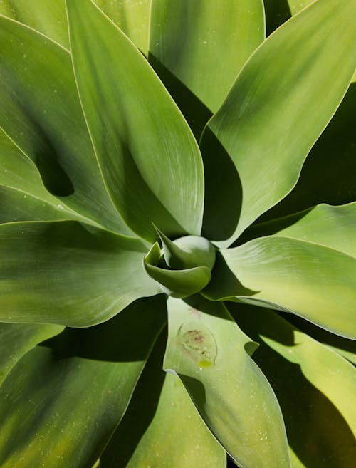 Top view of bright green succulent plant of Agave with long pointed leaves