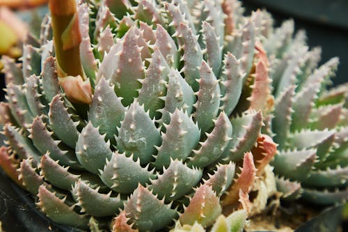 Succulent plant of aloe with short green leaves with small sharp prickles growing in botanical garden