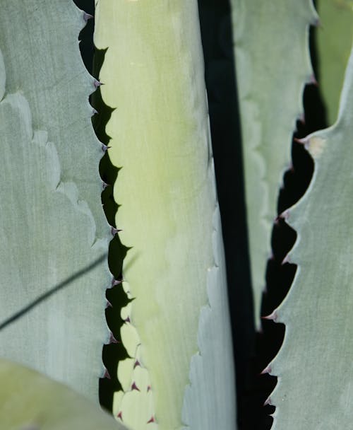 Closeup of long green leaves of Agave succulent plant with small sharp prickles on black background