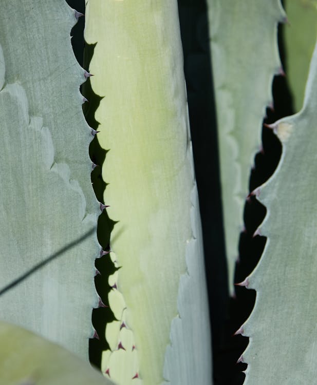 Groene En Zwarte Plantstam